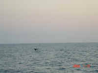 DSC03156.JPG (310145 bytes)