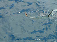 P8140185.JPG (144886 bytes)