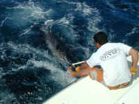 PA270746s.jpg (275154 bytes)