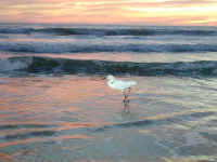 P4210985.JPG (371097 bytes)