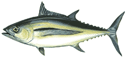 Albacore tuna